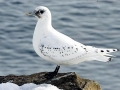 Ivory Gull