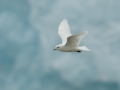 Ivory Gull