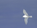 Ivory Gull