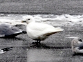 Ivory Gull