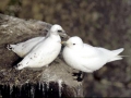 Ivory Gull