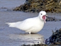 Ivory Gull
