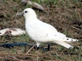 Ivory Gull