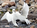 Ivory Gull