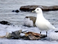 Ivory Gull