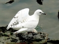 Ivory Gull