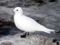 Ivory Gull