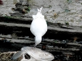 Ivory Gull