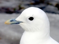 Ivory Gull