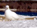 Ivory Gull