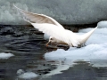 Ivory Gull
