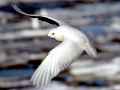 Ivory Gull