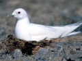 Ivory Gull