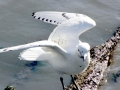 Ivory Gull