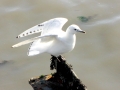 Ivory Gull