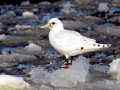 Ivory Gull