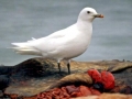 Ivory Gull