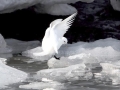 Ivory Gull