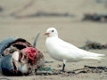 Ivory Gull