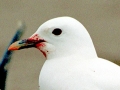Ivory Gull