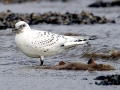 Ivory Gull