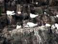 Ivory Gull