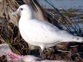 Ivory Gull