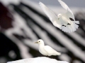 Ivory Gull
