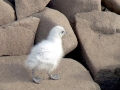 Ivory Gull