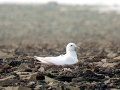 Ivory Gull