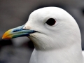 Ivory Gull
