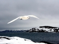 Ivory Gull