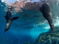 Juan Fernandez Fur Seal
