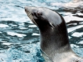 Juan Fernandez Fur Seal