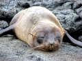 Juan Fernandez Fur Seal