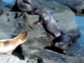 Juan Fernandez Fur Seal