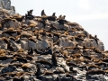 Juan Fernandez Fur Seal