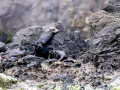 Juan Fernandez Fur Seal