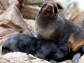Juan Fernandez Fur Seal