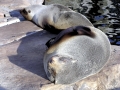 Juan Fernandez Fur Seal