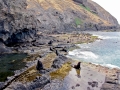 Juan Fernandez Fur Seal
