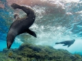 Juan Fernandez Fur Seal