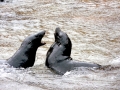 Juan Fernandez Fur Seal