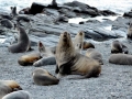 Juan Fernandez Fur Seal