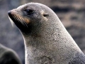 Juan Fernandez Fur Seal