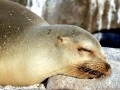 Juan Fernandez Fur Seal