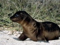 Juan Fernandez Fur Seal