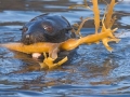 Juan Fernandez Fur Seal