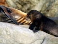 Juan Fernandez Fur Seal