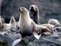 Juan Fernandez Fur Seal